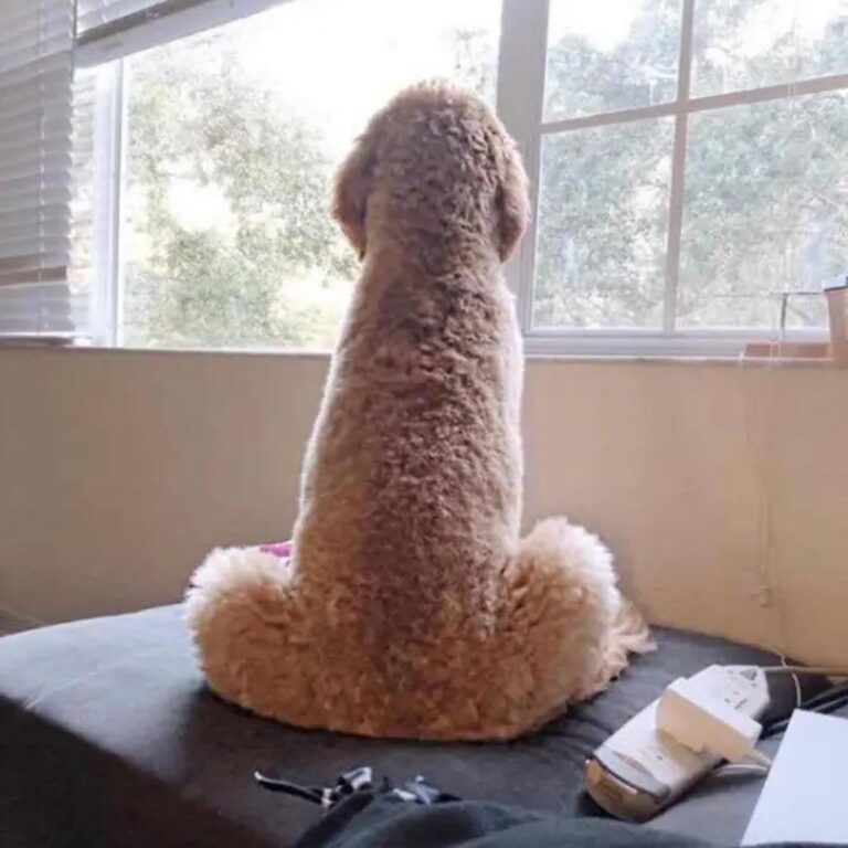 A dog named Dick. Credit unknown.